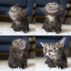 bublog:  BUB attempts time travel with little