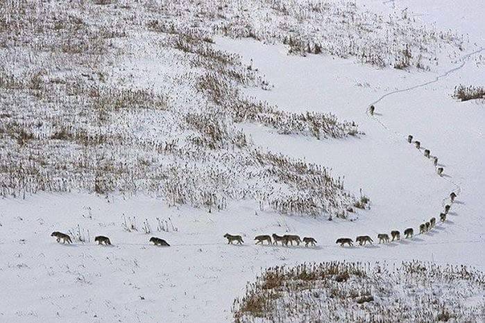 master-tongue-fu:  peterfromtexas:  The dynamic of a wolf pack  A wolf pack: the