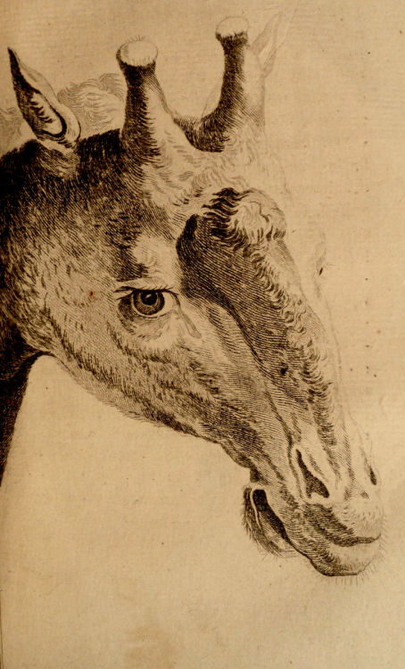moschops911:  Portrait of a giraffe from François Levaillant’s 1795 book about Africa. 
