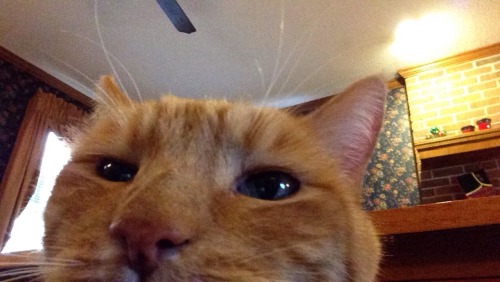 unflatteringcatselfies:This is Roger. He was bad today.he looks lovely. what naughtiness did he do?