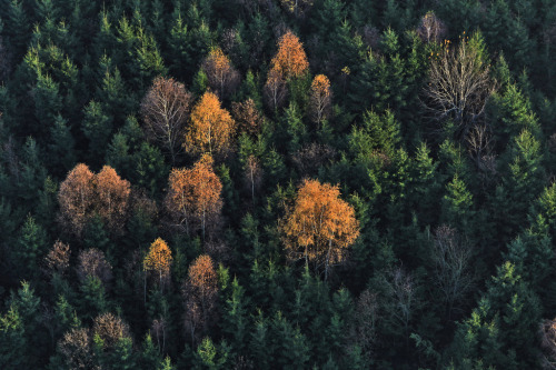 greaterland:  Forests 
