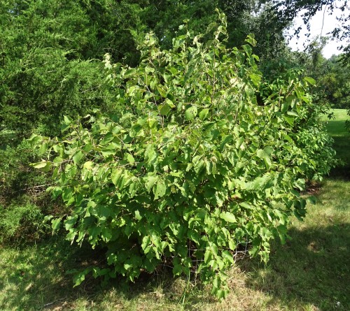 Our Hazelnut Shrub is nutting! Wow, had no idea the satchels looked so cute.About year 5 in the yard