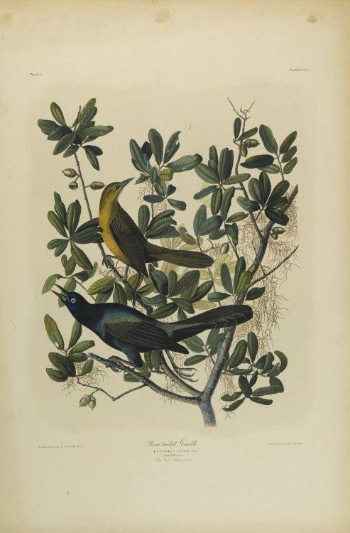 Boat-tailed Grackle, John James Audubon, 1861, Brooklyn Museum: American ArtMedium: Chromolithograph