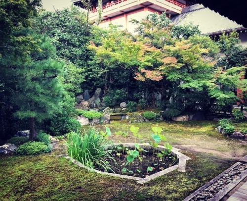 ＼おにわさん更新情報／ ‪[ 京都市上京区 ] 本法寺庭園 Honpo-ji Temple Garden, Kyoto の写真・記事を更新しました。 #本阿弥光悦 により作庭された国指定名勝の枯山水庭