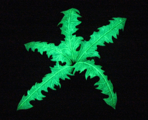isugi: A handmade nirnroot plant from TES V: Skyrim Made with latex mixed with paint and photoluminescent powder. Glows in the dark, feels like a real plant :) If you like it, please check out my etsy: https://www.etsy.com/listing/554673716 