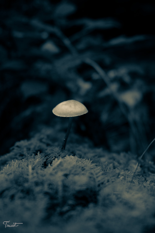 Lonely little mushroom