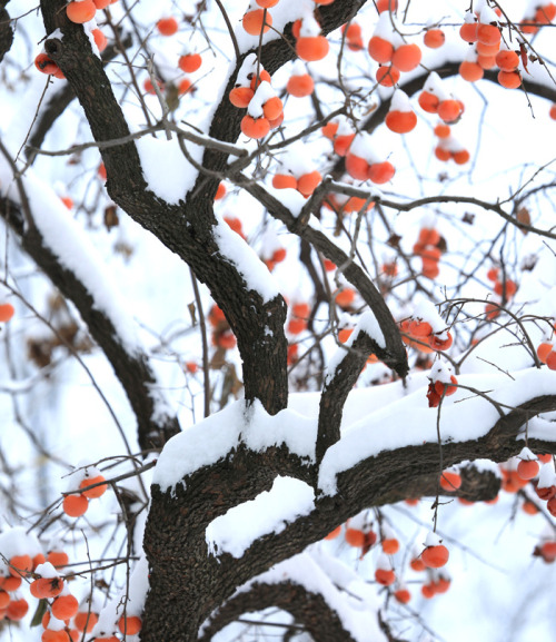 changan-moon:Persimmon trees in winter snow, an imagery of the 17th twenty-four solar term 霜降shuangj