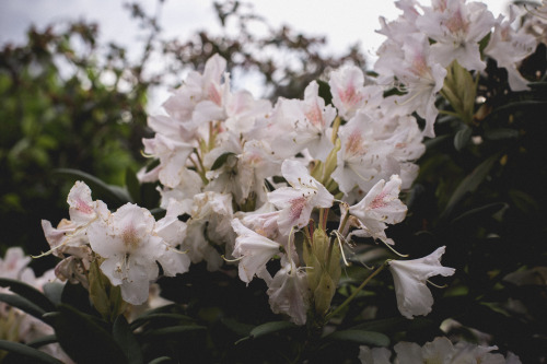 rhododendron