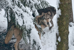 her-wolf:  Hunting wolves by  Jens Lambert   