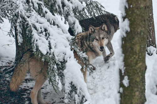 her-wolf: Hunting wolves by  Jens Lambert  