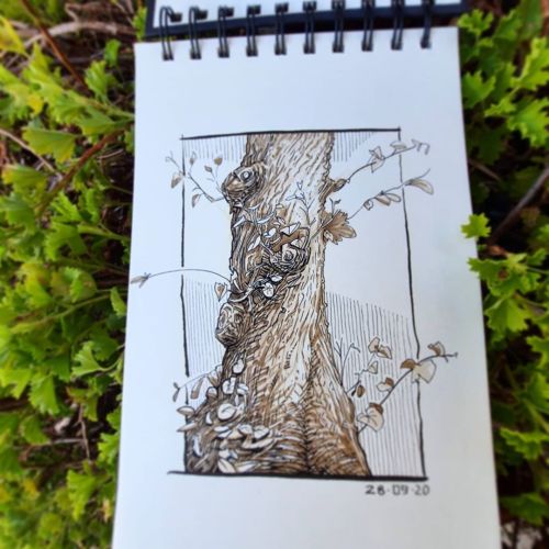 My fascination with trees…#onedayonedrawing #moleskine #sketch.daily #sketch #sketchbook #ink