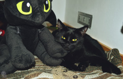 unveilsimple:  My black dragon <3