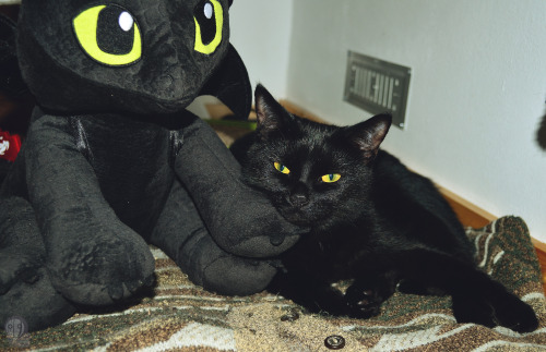 unveilsimple:My black dragon &lt;3