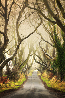 Expressions-Of-Nature:  The Dark Hedges / Northern Ireland By: Pawel Klarecki 