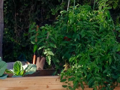 My tomato plant keeps giving! It’s mid-November and most of my summer crop has long since shri