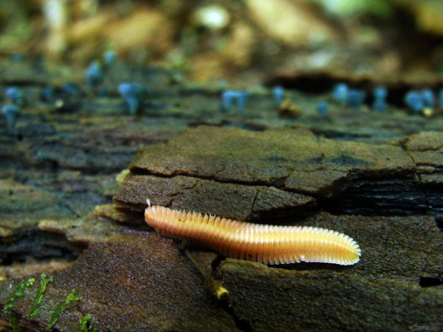 frolicingintheforest: A pink millipede! First time seeing one of these, but I’m pretty sure it