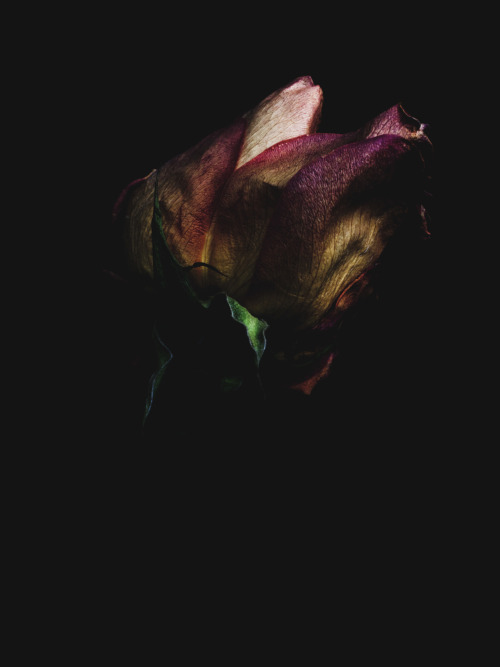 Porn atavus:  Billy Kidd - Decaying Roses, 2012 photos