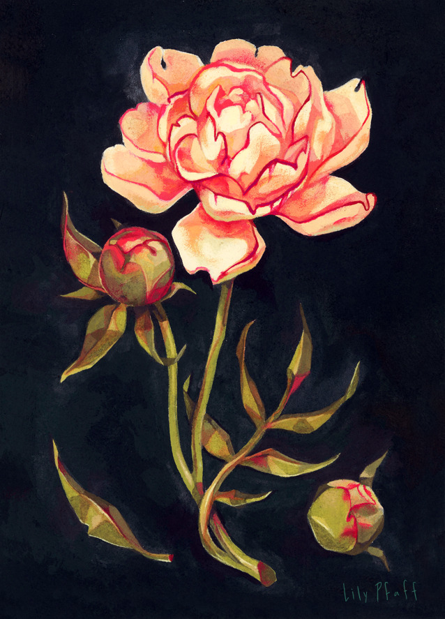 saltwort: My mom’s Mother’s Day gift this year. You can’t go wrong with peonies.