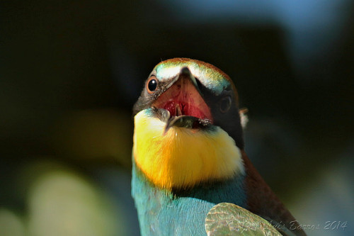 European Bee-eater (Merops apiaster) &gt;&gt;by José Luís Barros (1|2)