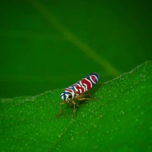 Agrosoma placetis is one of the most remarkable sharpshooters I have ever met.#cicadellidae #insec