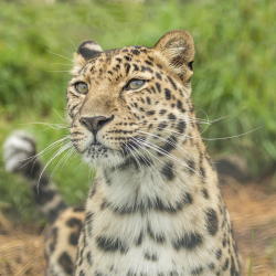 Bendhur   llbwwb:  Amur Leopard by Colin