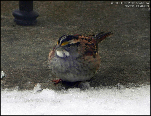 Just a few of the (many!) birds who partook of the seeds I scattered to help get them through the sn