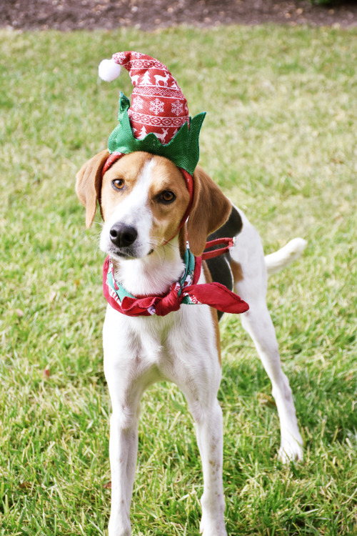 Santa’s most handsome helper, River! 