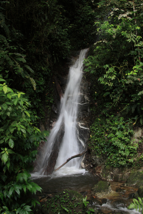 timidsouls: Waterfall at Lore Lindu National Park, Sulawesi (by Rowan Castle)
