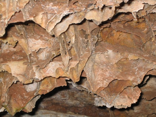 itsallaboutthepentiums:Wind Cave National Park - South Dakota((Disclaimer: Photos are not mine, unle