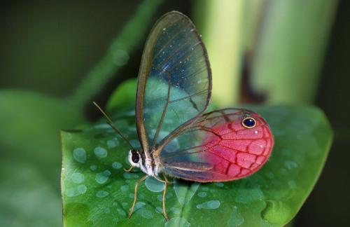 ted:  yahoonews:  Transparent animals They’re some of the most intriguing and complex creatures on the planet but they really do have nothing to hide - because they’re totally see-through. Transparent animals - creatures with clear glass-like skin