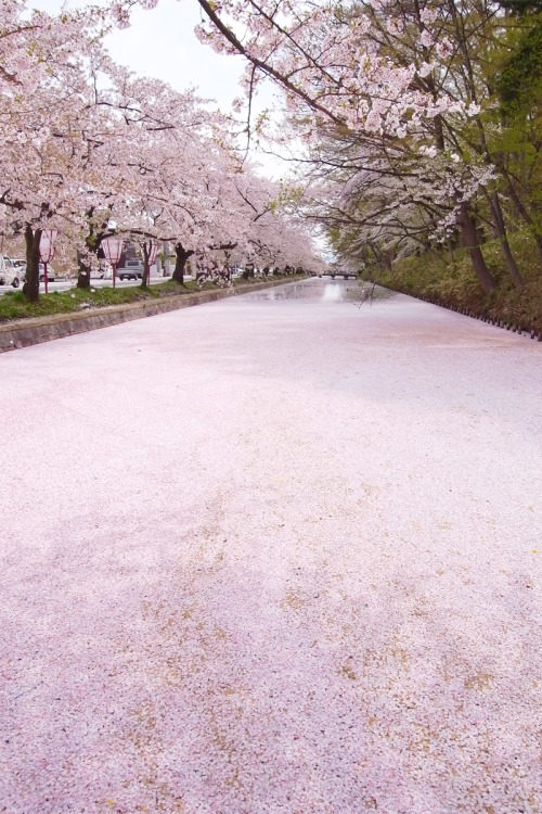 lifeisverybeautiful:Hirosaki Park, Aomori, Japan via 【絶景】弘前公園