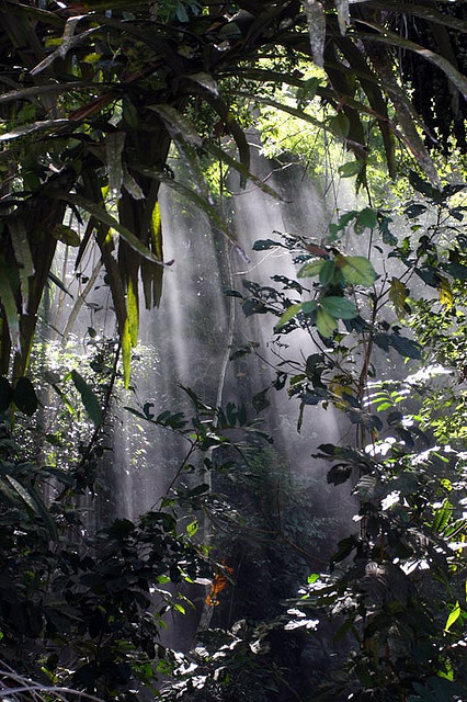 forves:  forest by cheongwah2002 on Flickr.