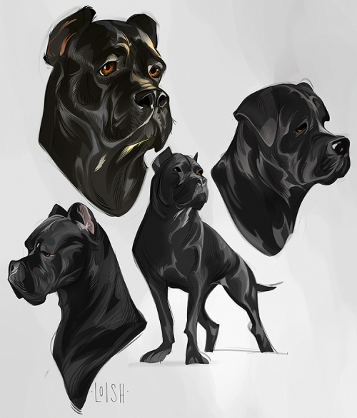loish:Some animal studies! More specifically, dogs! And even more specifically, the cane corso. This