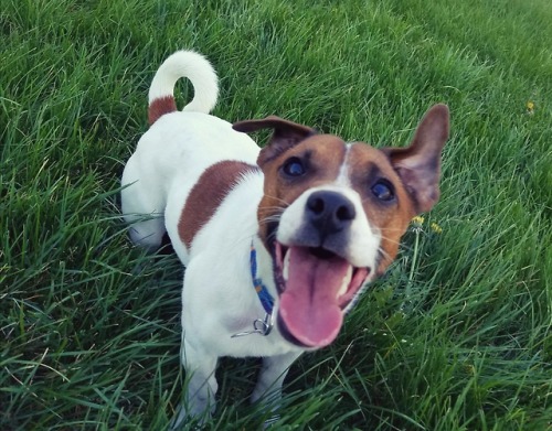 tripledogbrain:Another of the happy girl. The green grass makes her look so nice!