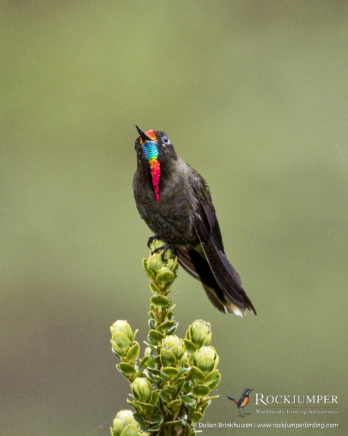 Photo of the Day – The Rainbow-bearded Thornbill (Chalcostigma herrani) is a mostly dull looking bir