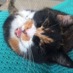 unflatteringcatselfies:  This is tilly she likes to scream