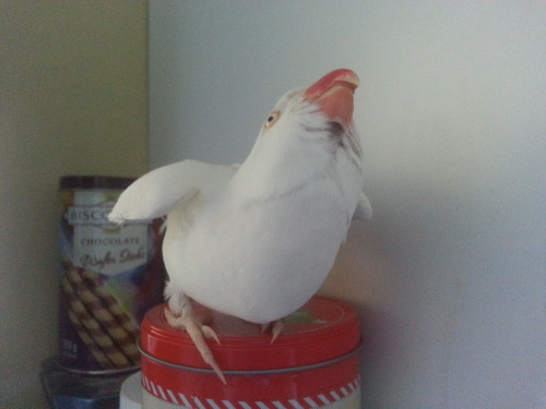 officialkashews:I haven’t posted anything of Yuki in some time. Have my fluffy baby wanting scratches on top of his climbing area.