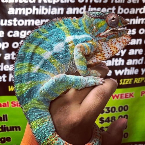 Check out this beautiful Panther Chameleon staying in the facility on a mini vacation!!! We work wit