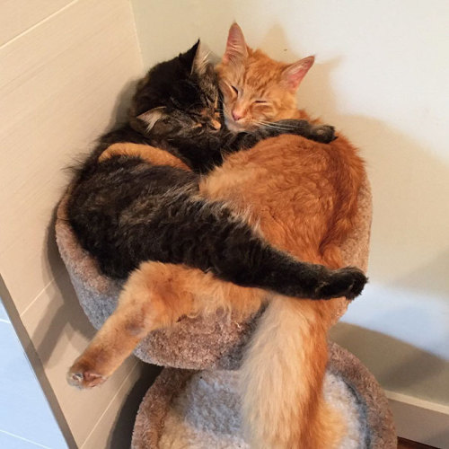 boredpanda: Inseparable Cats Insist On Sleeping Together Even After Outgrowing Their Bed