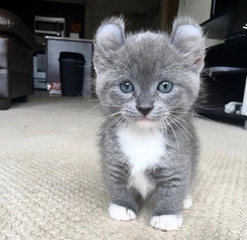 munchkin kitten