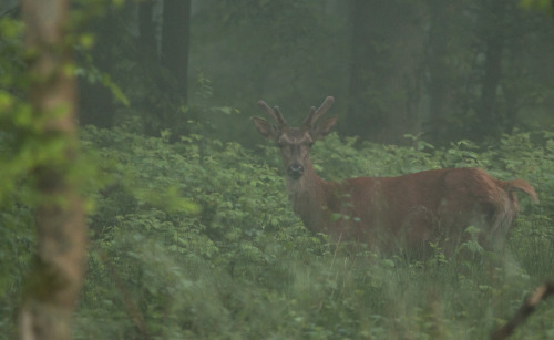 Jour de brouillard by Eric Penet