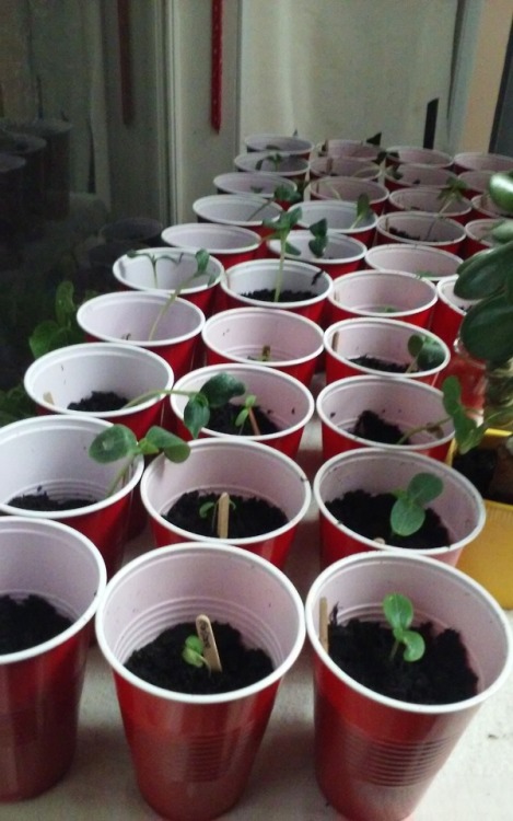 thegardendiary:Saturday, March 10th, 2018Moving On Up!In Red Solo Cups!Most of my squash, zucchini, 