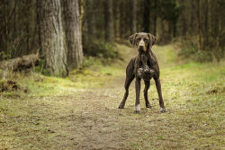 handsomedogs:  Steven Jones | German Pointer 
