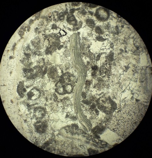 terra-study:Foraminifera and foliated shell fragment fossils in thin section from carbonate rock at 