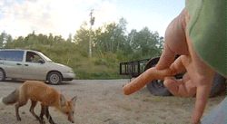 everythingfox: gibbswibbs:  everythingfox:  it tried  I SERIOUSLY THOUGHT THAT WAS A WEIRD FLOPPY EXTENDED FINGER WHAT  It Is.   Yeah weird finger but a fed fox is a dead fox do not feed wild animals!!