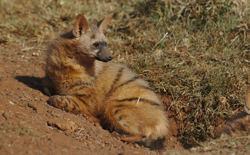 how2skinatiger:Aardwolf (Proteles cristata) by Derek Keats || CC BY 2.0