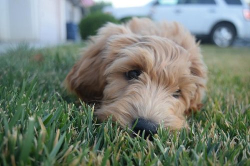 animalrates:  animal rates?