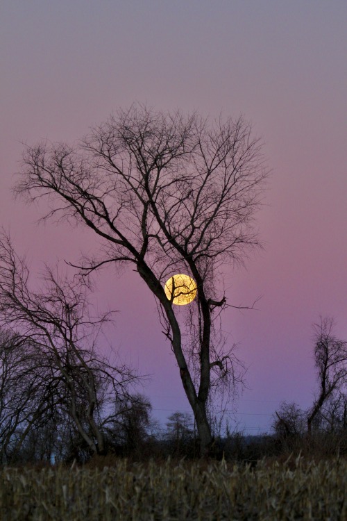 highways-are-liminal-spaces:The last full moon of the year, rising over an empty corn fieldTaken Dec