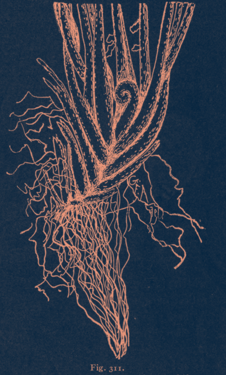 Fig. 311. “Rhizome with bases of leaves, and roots of the Christmas fern.” Botany for high schools. 