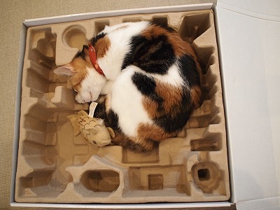 46187:  相思88相愛　８ | cat cafe ねこびやか -88番地-  ルンバは部屋が広いのか